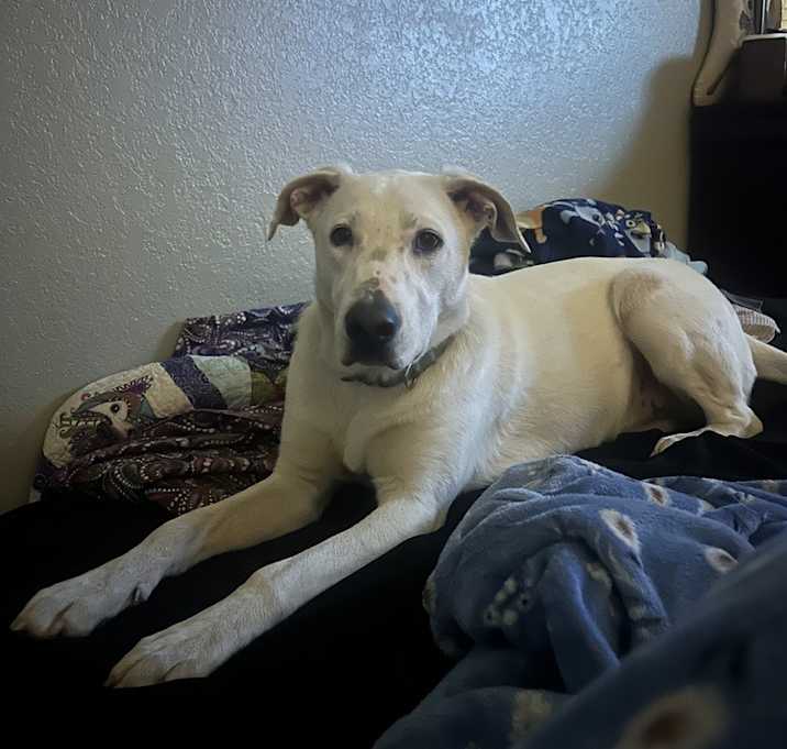 Photo of Daphnie