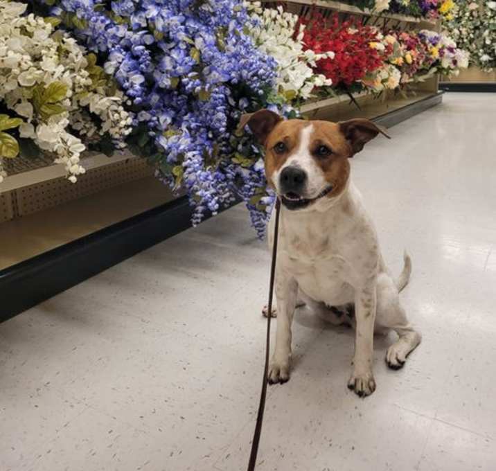 Photo of Heather * I need a foster home!