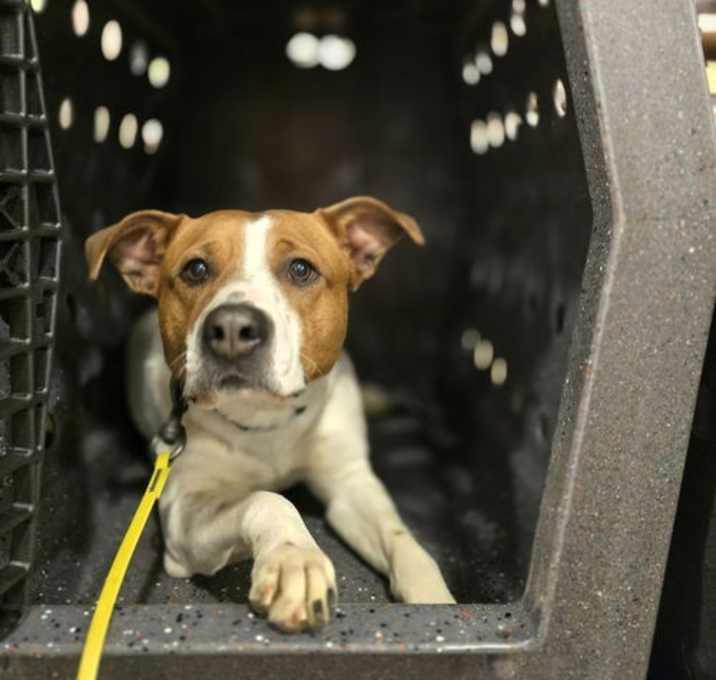 Photo of Heather * I need a foster home!