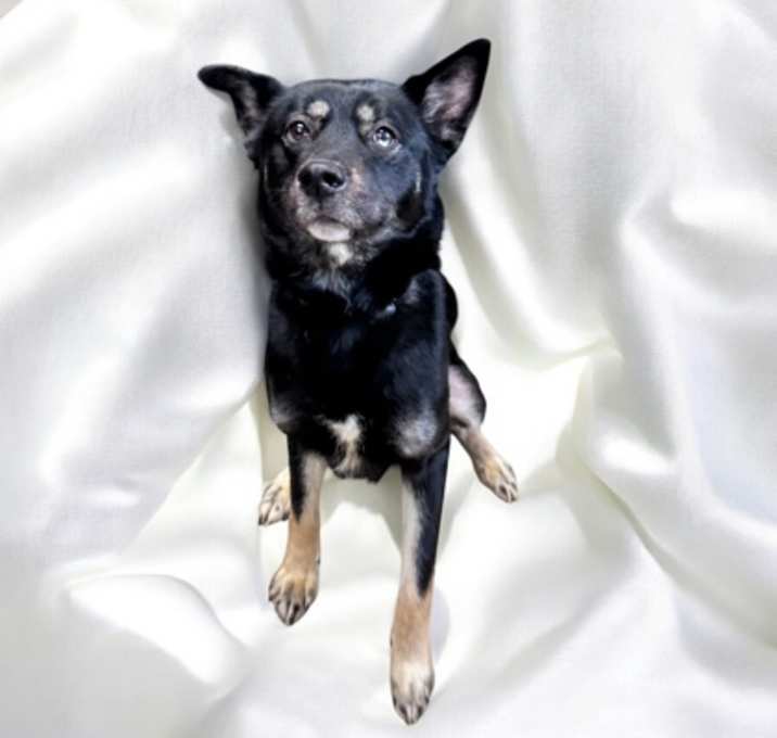 Photo of Onyx