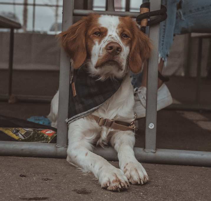Photo of Scout