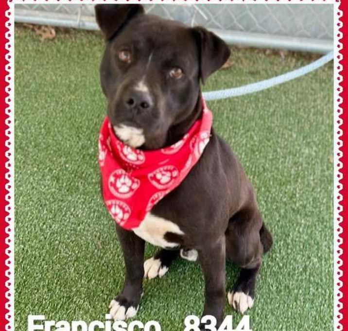 Photo of Francisco (55)