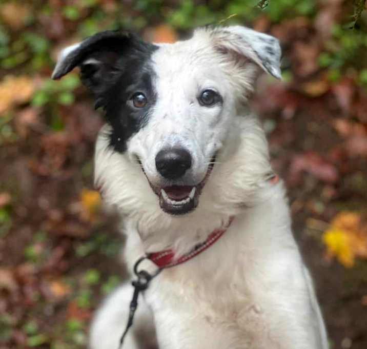 Photo of Rosie