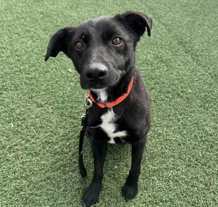 Photo of Onyx