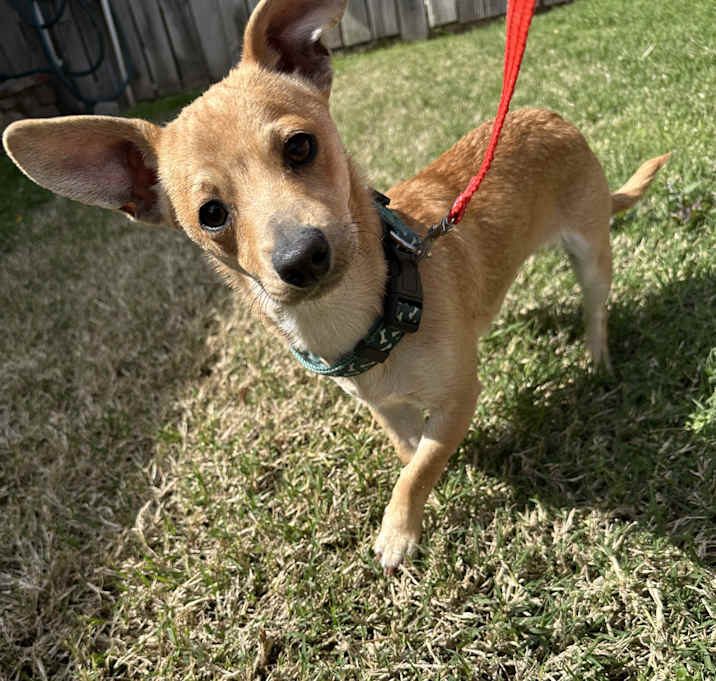 Photo of Otis