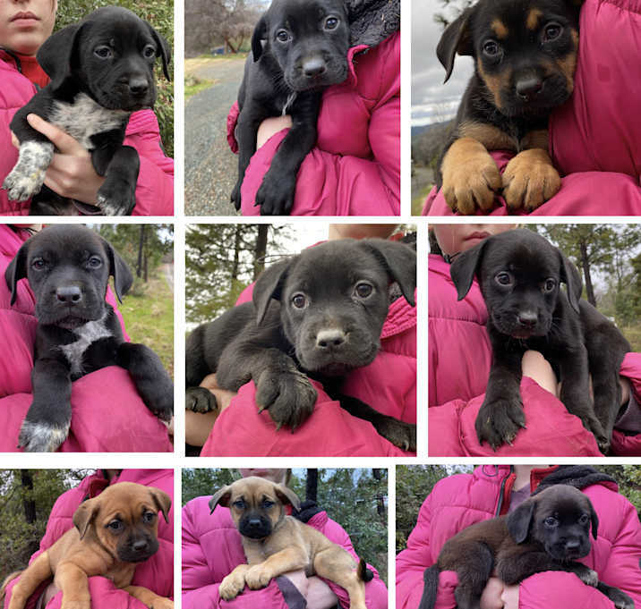 Photo of LILY’S PUPPIES GIRLS
