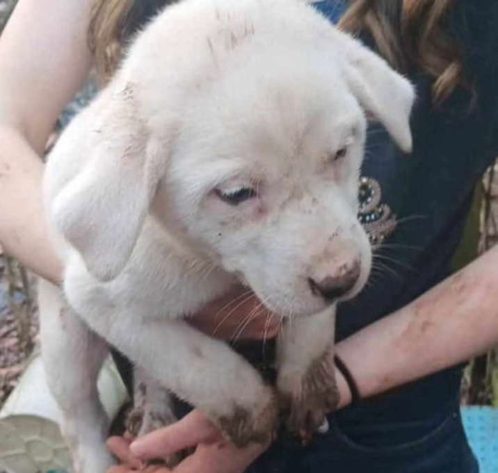 Photo of ZCL Pyrenees pups