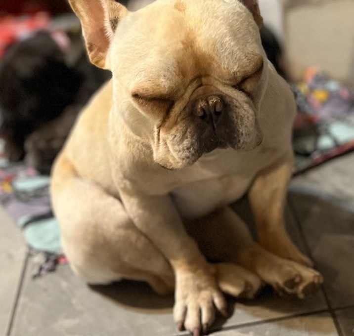 Photo of Dixie