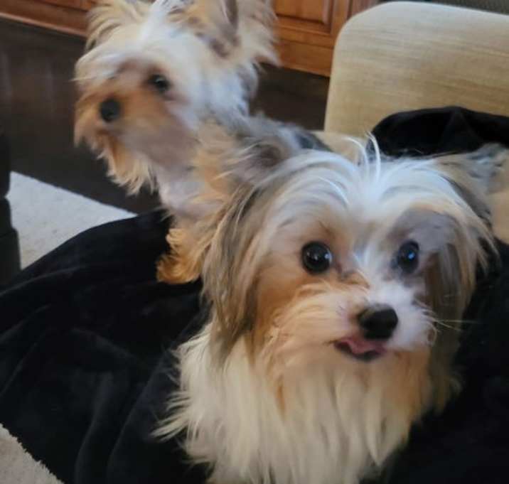 Photo of Archie and Lilibet
