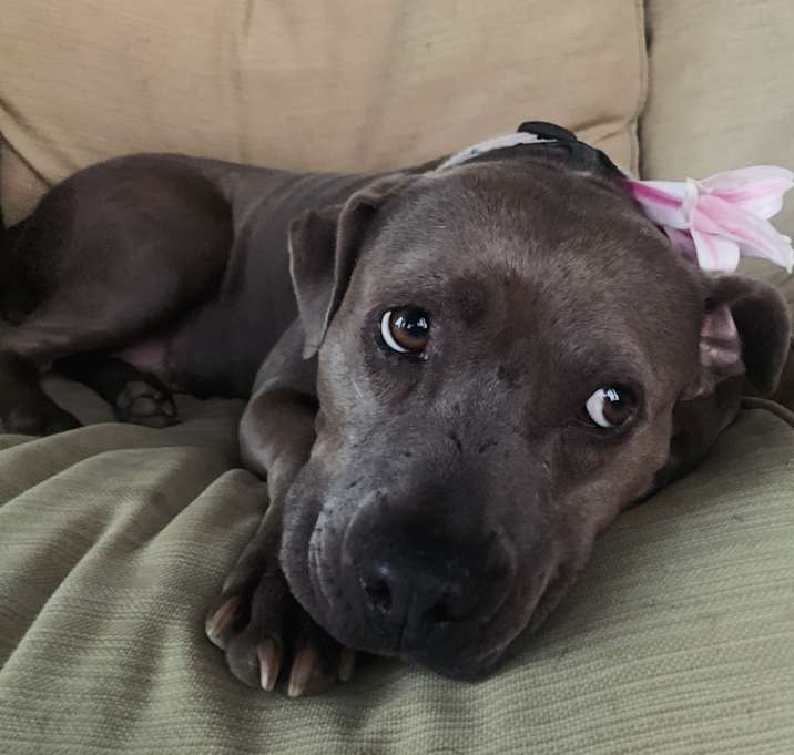 Photo of Dolly