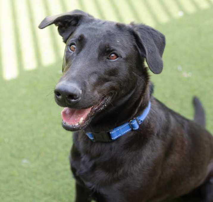 Photo of Brutus