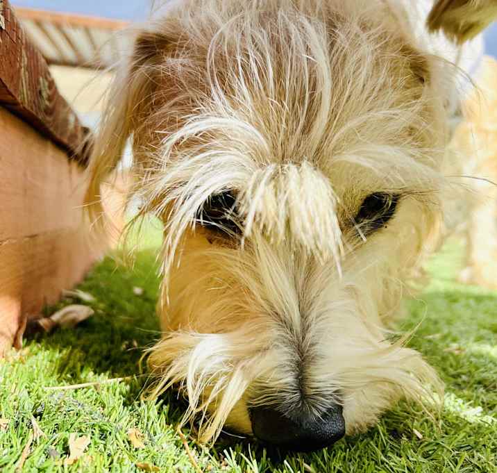 Photo of Sammy