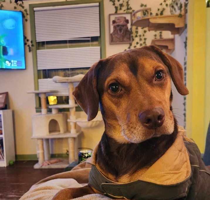 Photo of Nugget