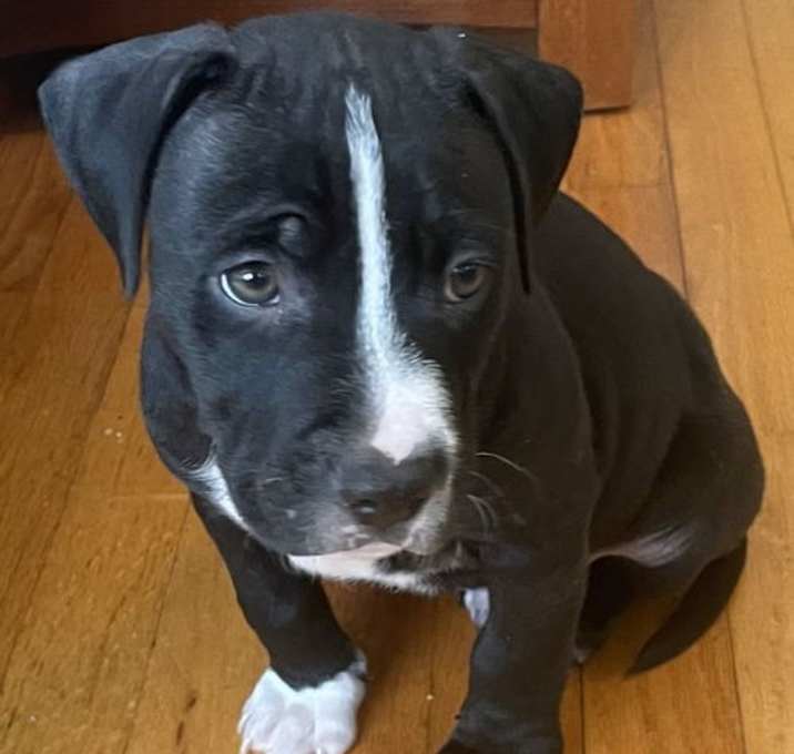 Photo of Apollo