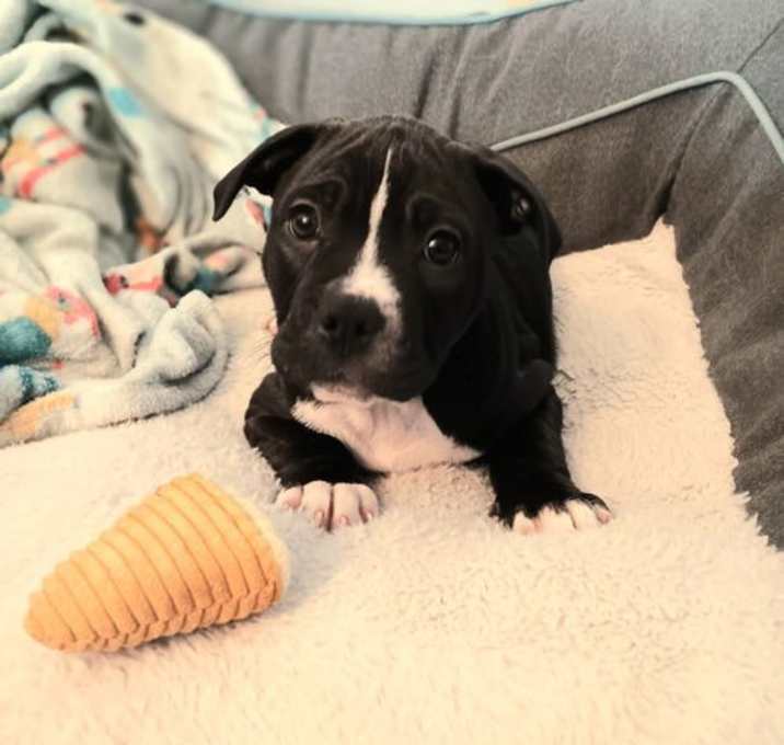 Photo of Milo