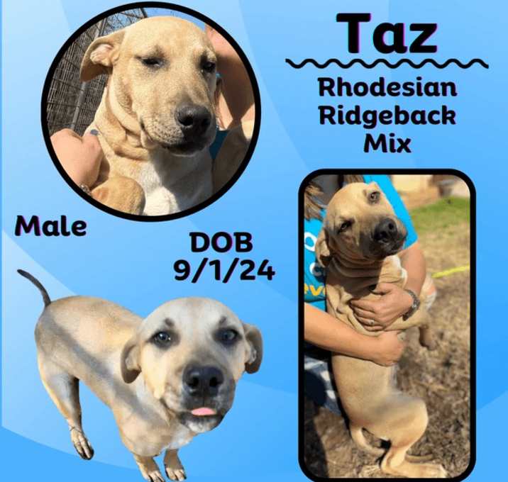 Photo of Taz