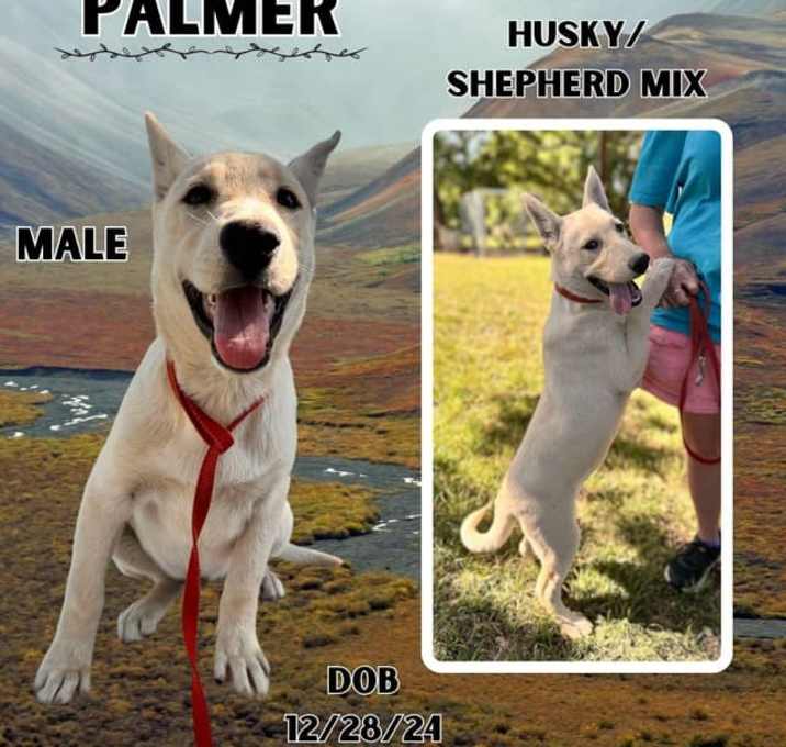 Photo of Palmer