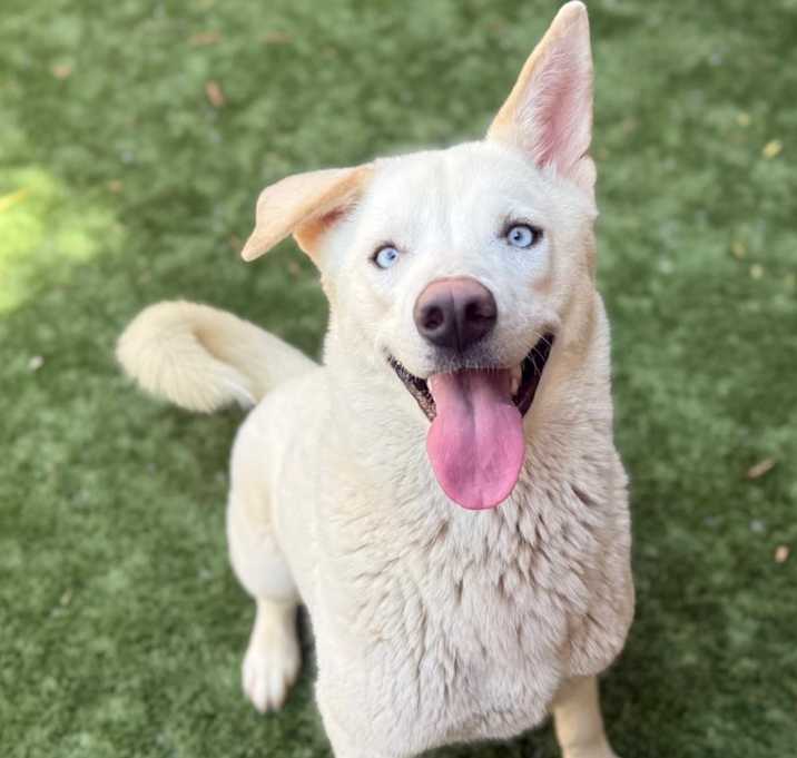 Photo of URGENT! SHELTER IS FULL