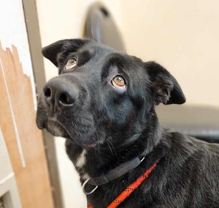 Photo of Pepper