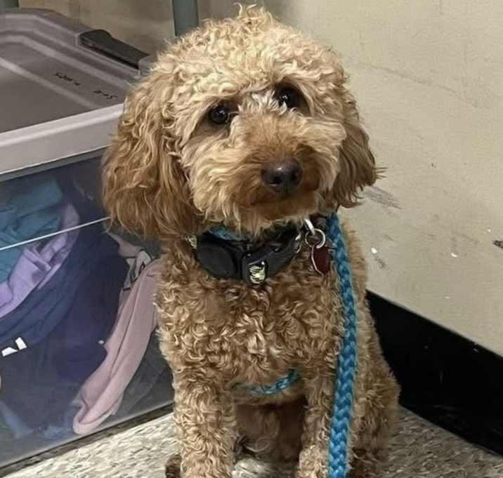 Photo of Teddy (formerly Quinn)