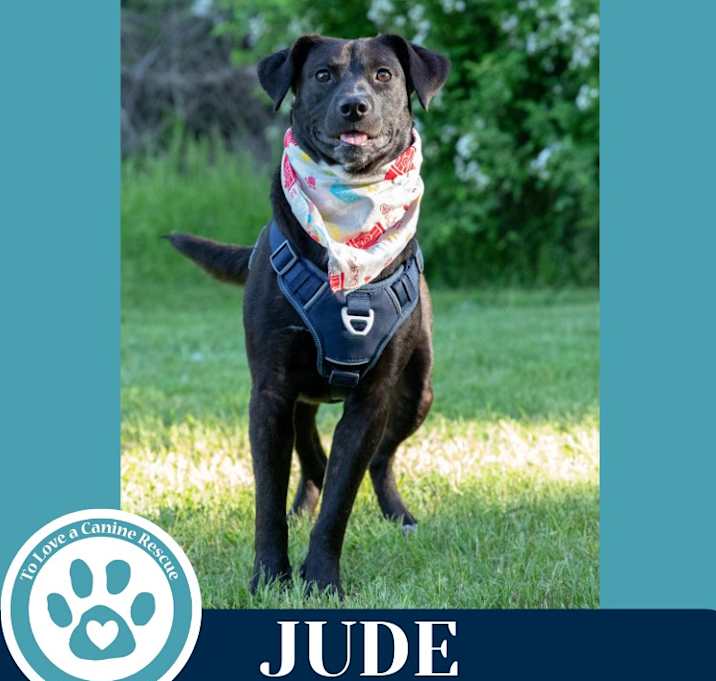 Photo of Jude (Jabberwockies) 030125