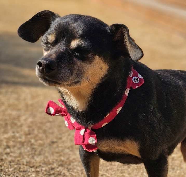 Photo of Hyeji(Adoption in progress)