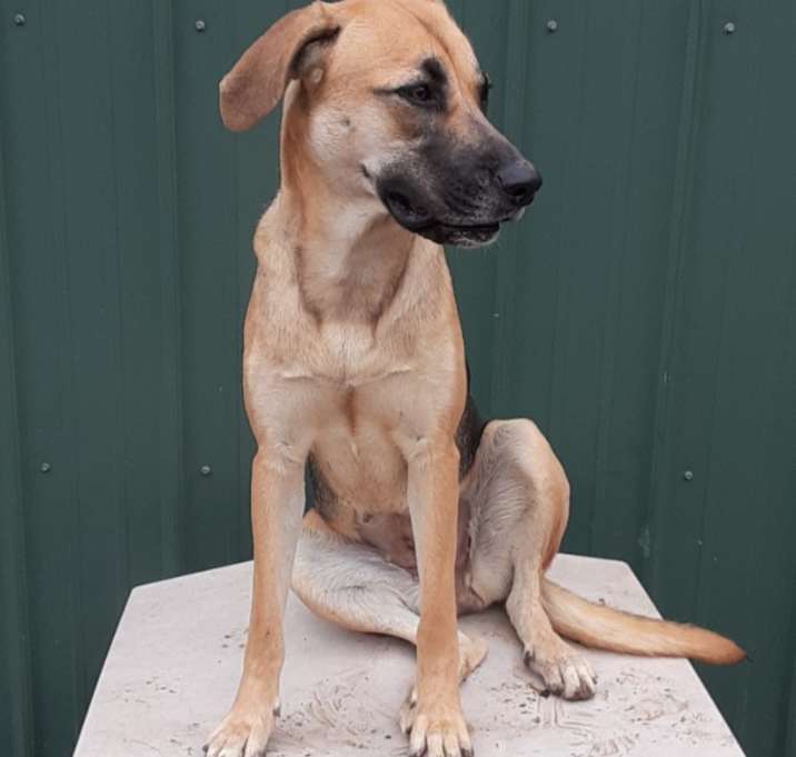Photo of Sadie