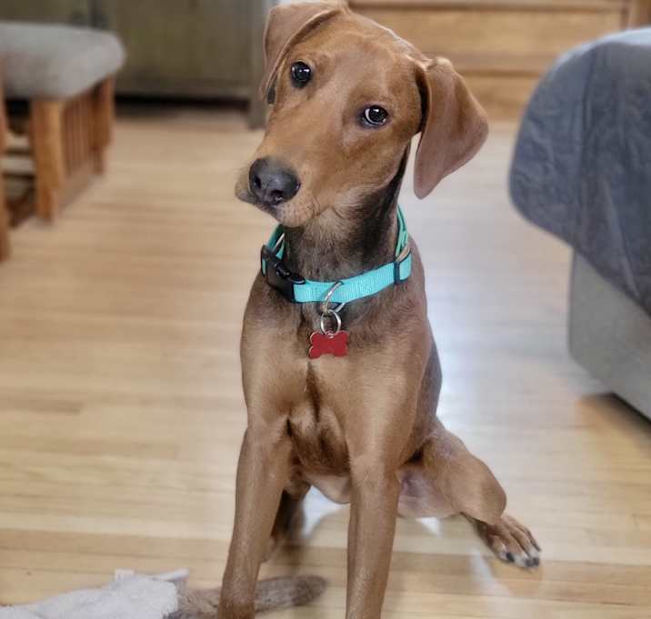 Photo of Otis