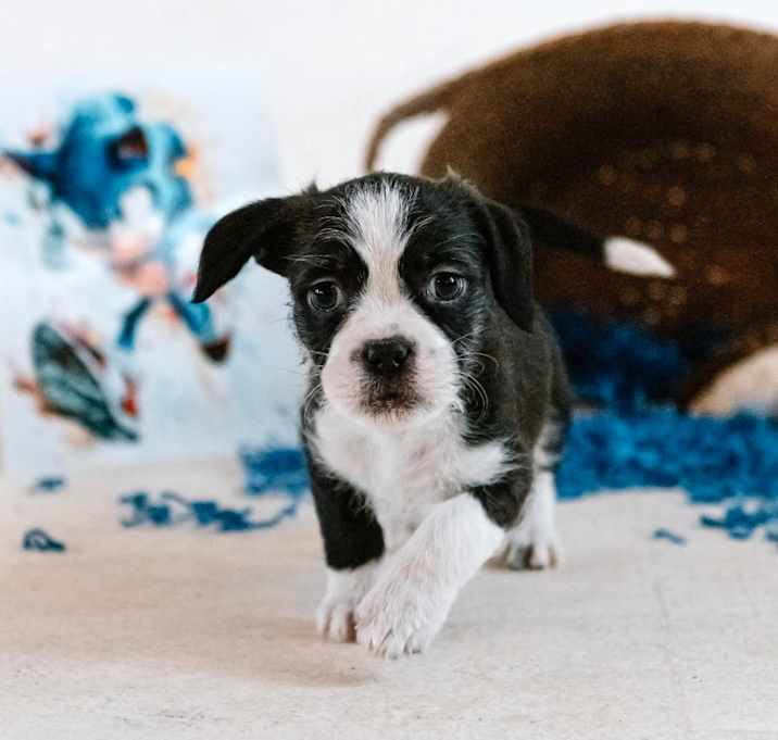 Photo of Sonic Litter
