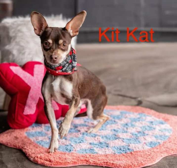 Photo of Kit Kat