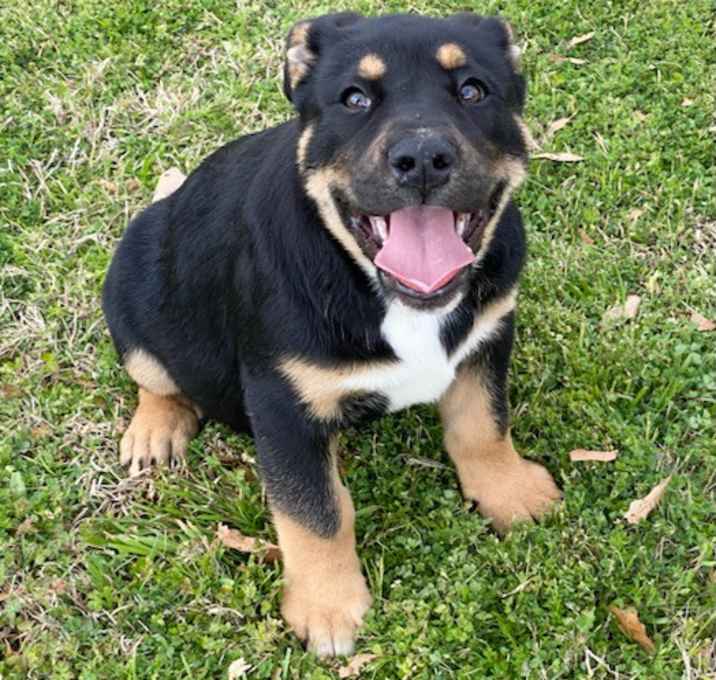 Photo of T-Bone