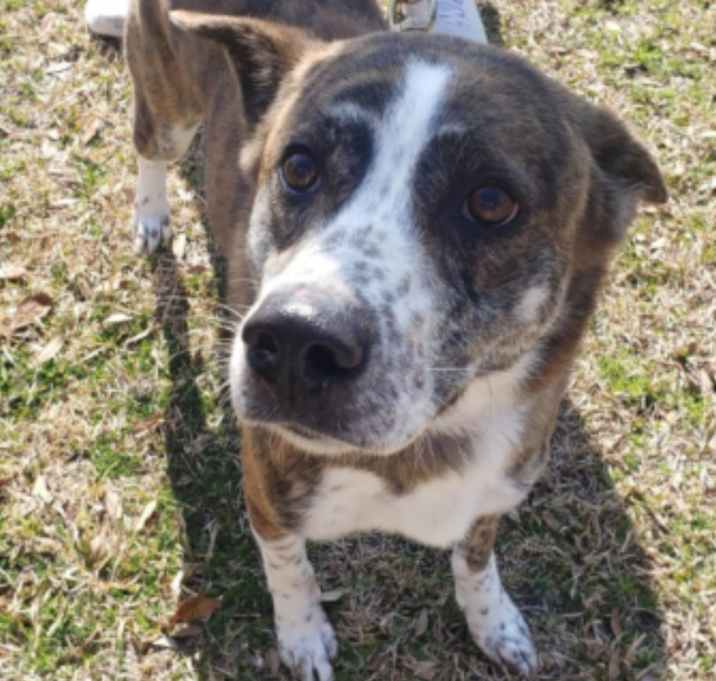 Photo of Maizie URGENT HELO NEEDED!