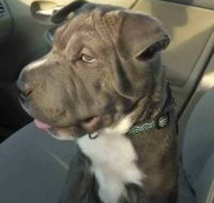 Photo of Shadow