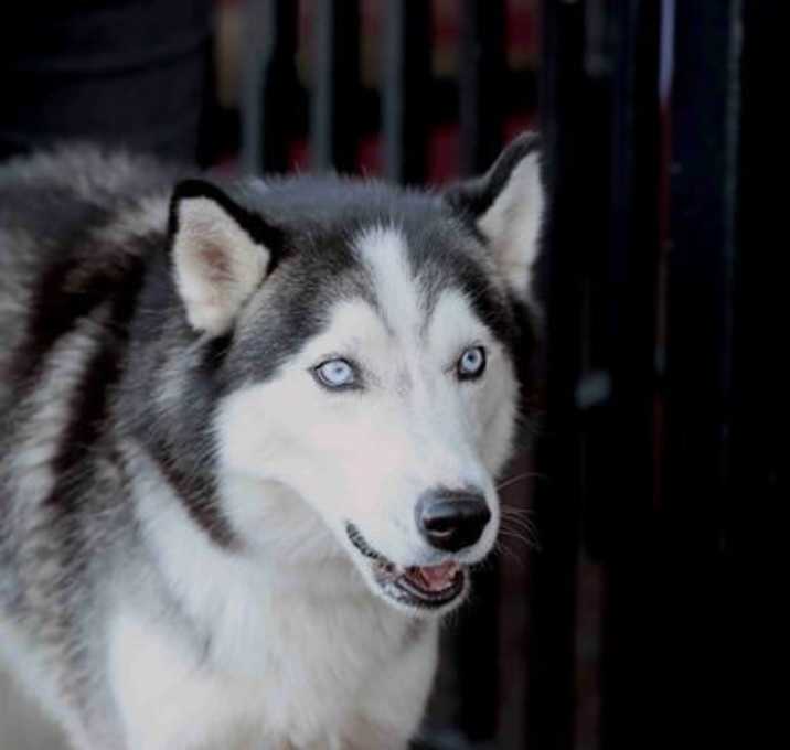 Photo of Chinook