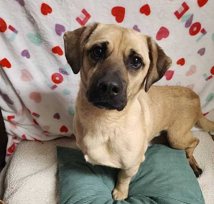 Photo of Rex