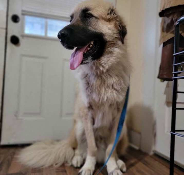 Photo of Logan- gentle giant
