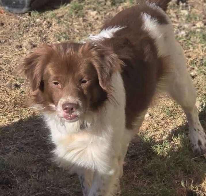 Photo of Roscoe