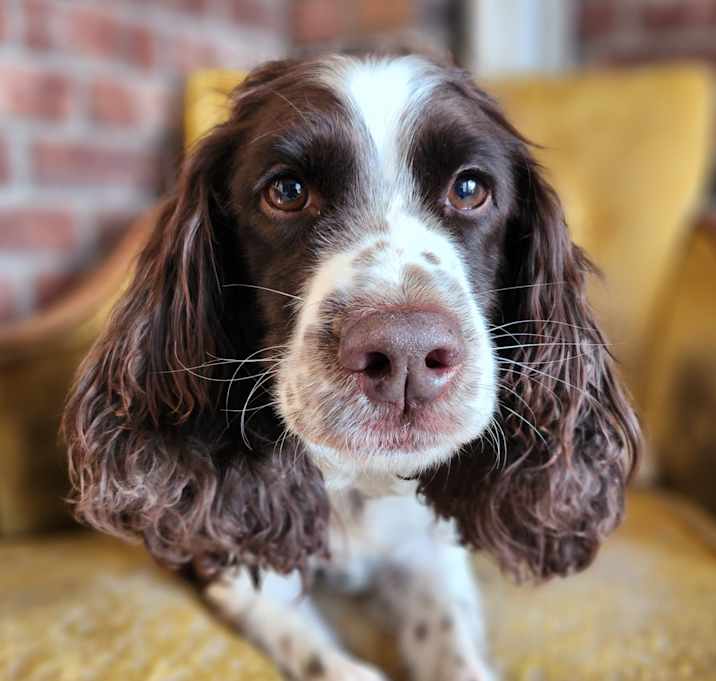 Photo of Puppy