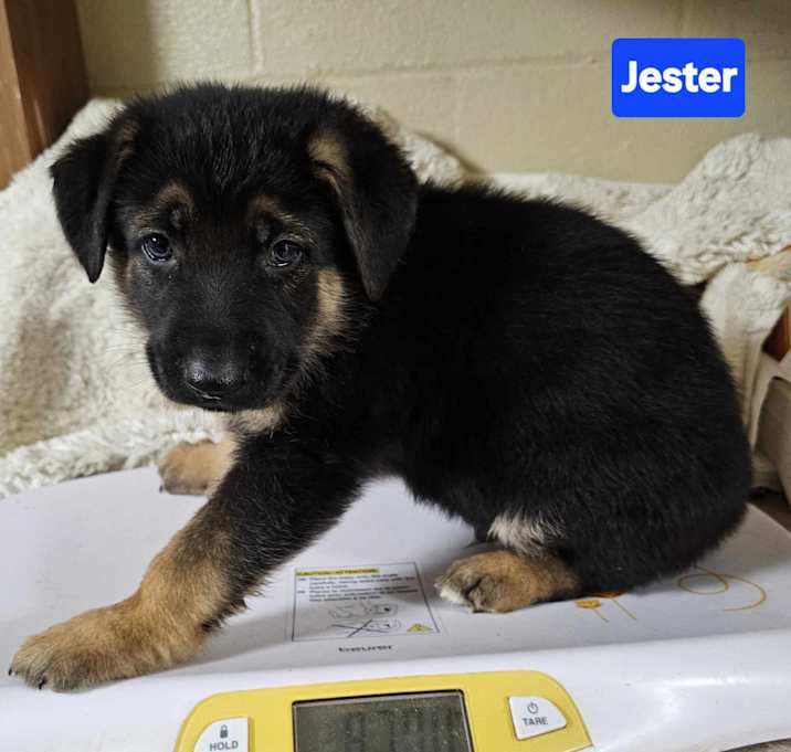 Photo of Jester (PUPPY)