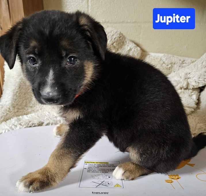 Photo of Jupiter (PUPPY)