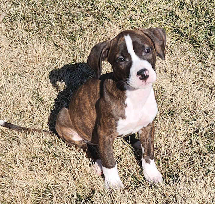Photo of Lola