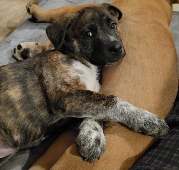 Photo of pepperoncini