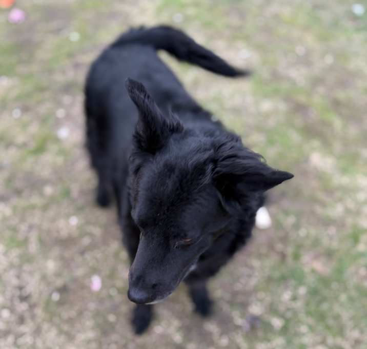 Photo of Pepper