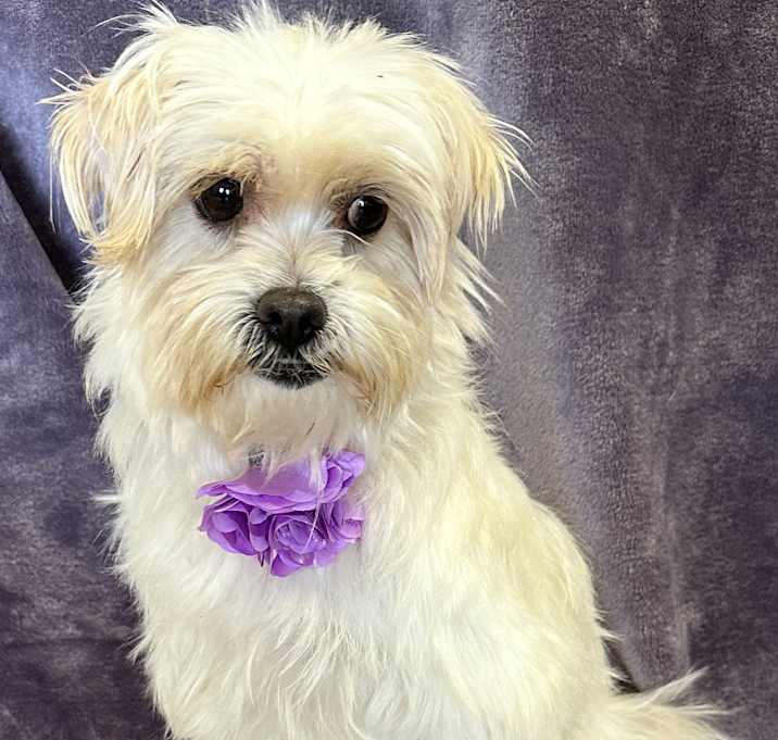Photo of Bella