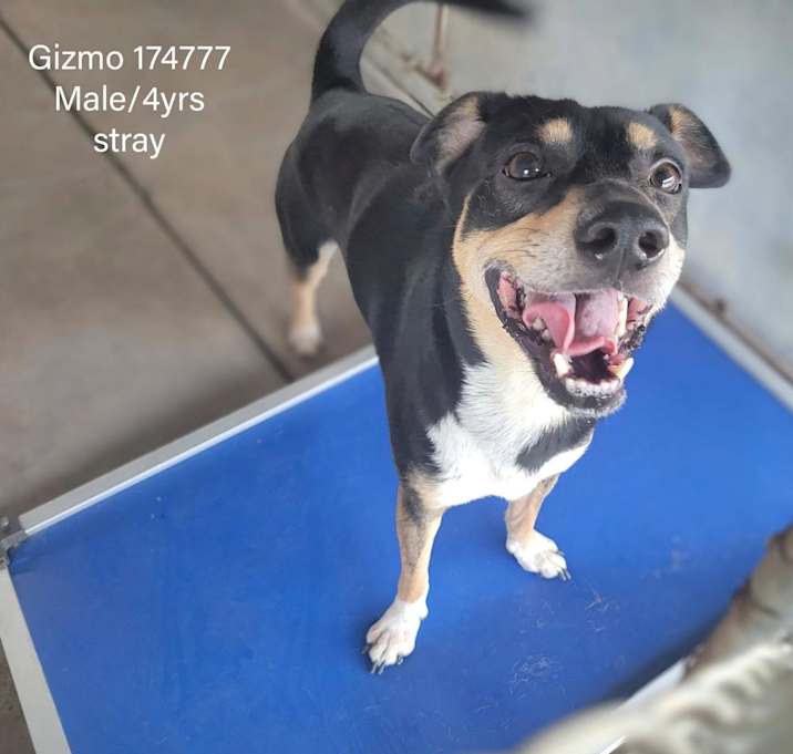 Photo of Gizmo