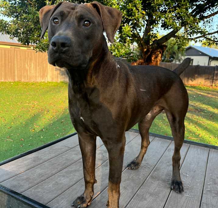 Photo of Dex