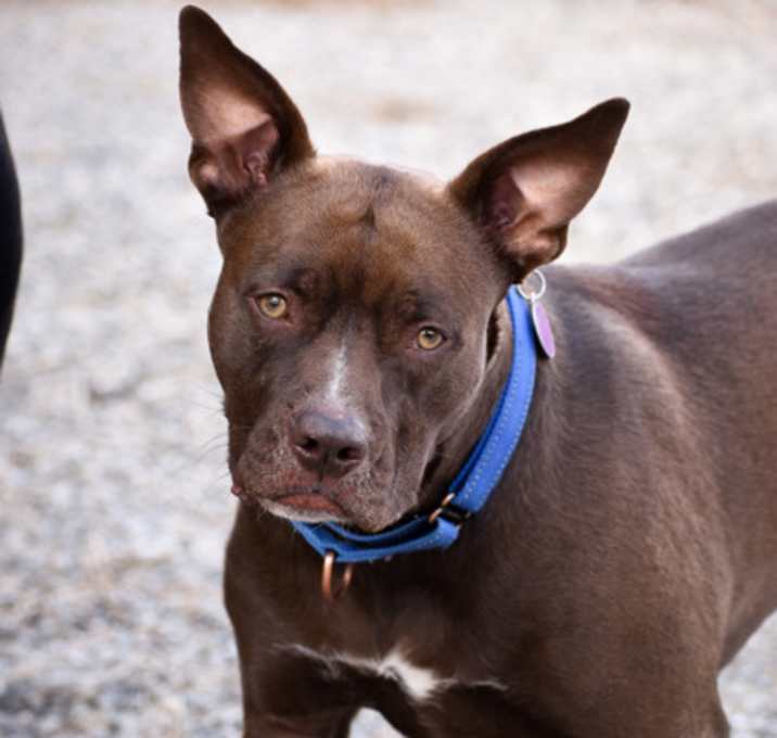 Photo of Indie