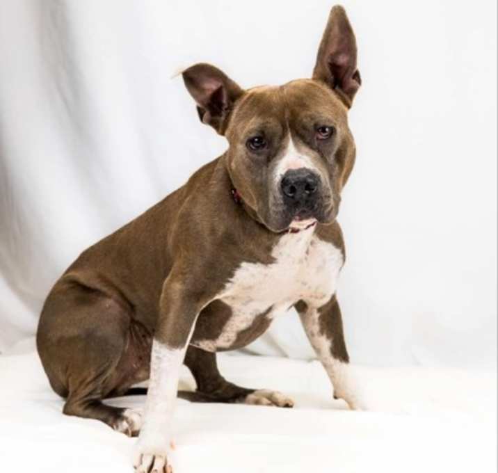 Photo of Moose