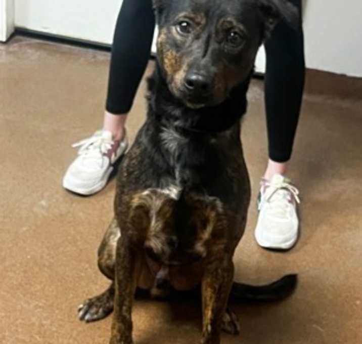 Photo of Brutus