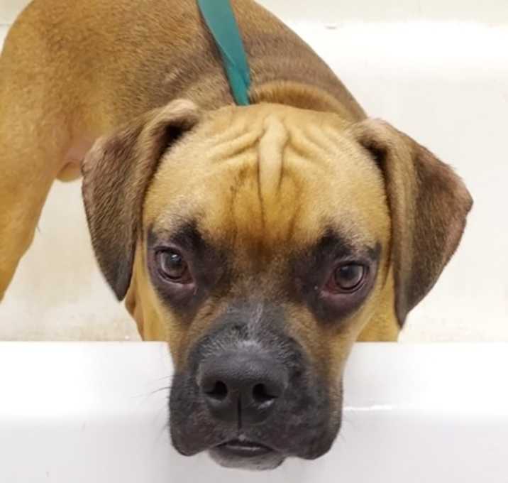 Photo of Wheebo